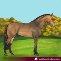 Horse Color:Buckskin 