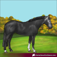 Horse Color:Gray Liver Chestnut Tobiano 