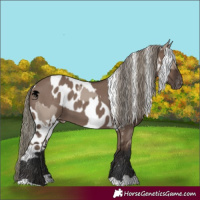 Horse Color:Liver Red Dun Mushroom Skewed Appaloosa  and Liver Red Dun Mushroom Skewed Appaloosa 
