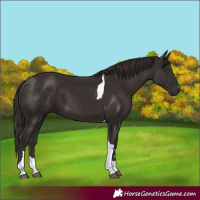 Horse Color:Liver Chestnut Tobiano 