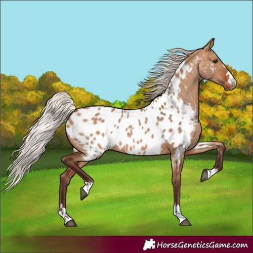 Horse Color:Silver Brown Dun Appaloosa 