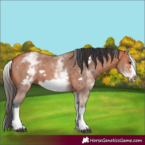 Horse Color:White Spotted Bay Sabino Frame