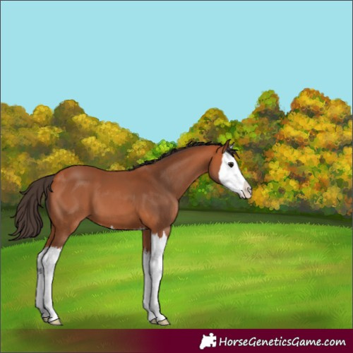 Horse Color:Bay Splash