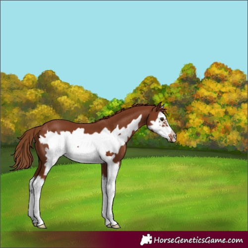 Horse Color:Chestnut Splash Frame 