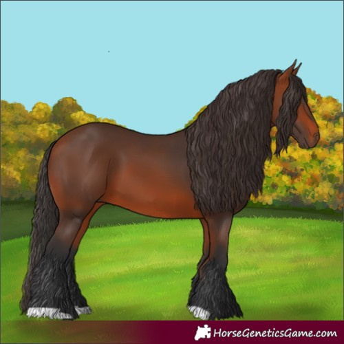 Horse Color:Bay 
