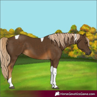 Horse Color:Chocolate Palomino Tobiano 