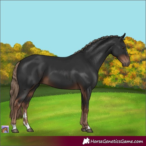 Horse Color:Liver Chestnut 