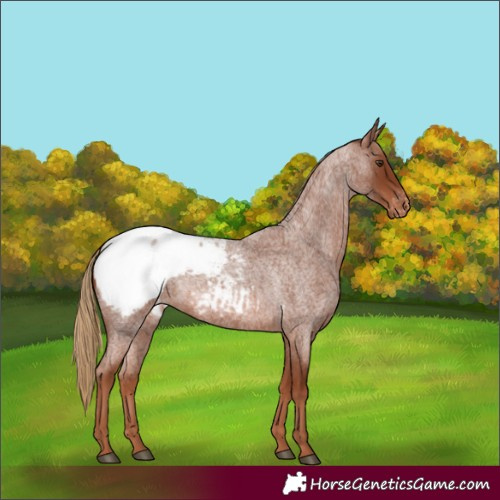 Horse Color:Red Roan Appaloosa