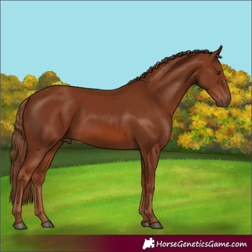 Horse Color:Chestnut Rabicano