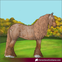 Horse Color:Gray Red Roan