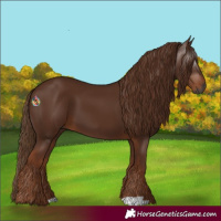 Horse Color:Gray Chestnut 