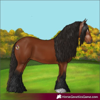 Horse Color:Gray Bay 