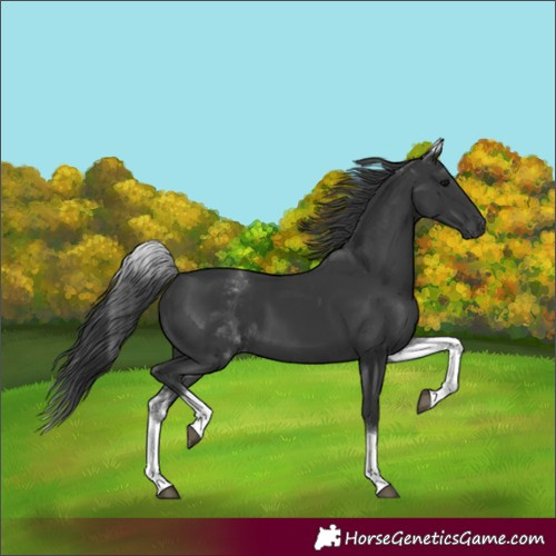 Horse Color:White Spotted Black Tobiano 