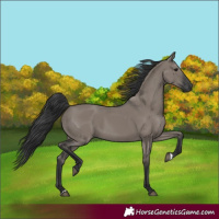Horse Color:Grullo Rabicano 