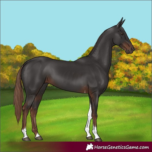 Horse Color:Liver Chestnut Tobiano