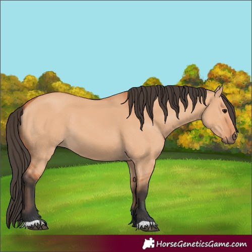 Horse Color:Bay Dun 