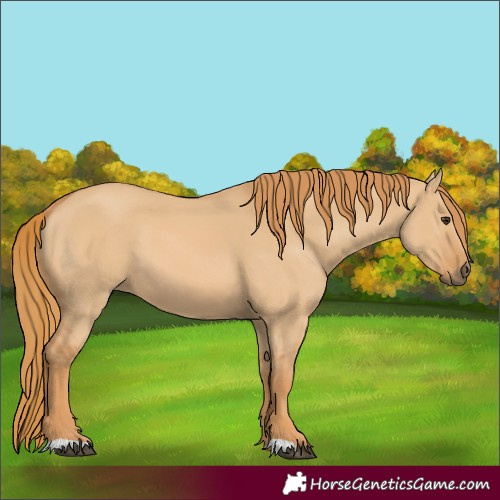 Horse Color:Red Dun 