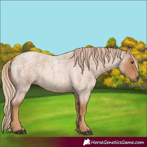 Horse Color:Red Roan 
