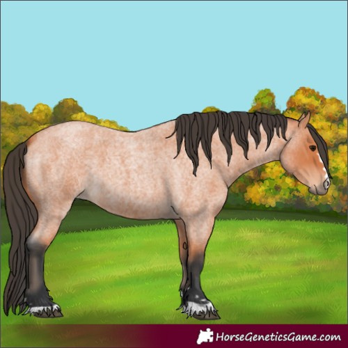 Horse Color:Bay Roan