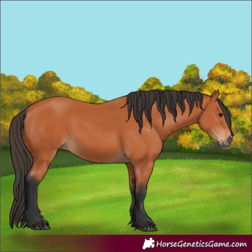 Horse Color:Bay 