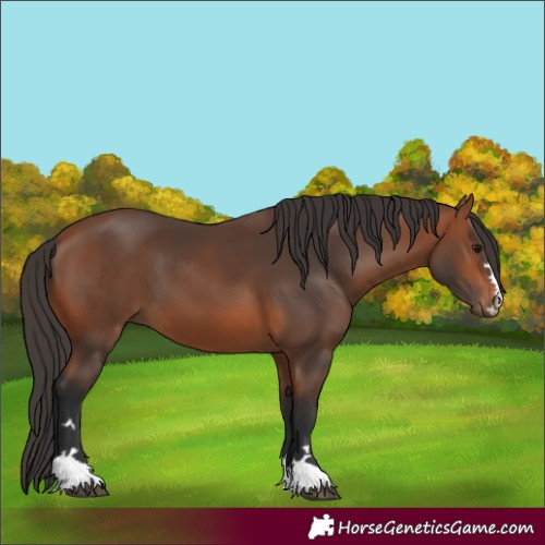 Horse Color:Bay 