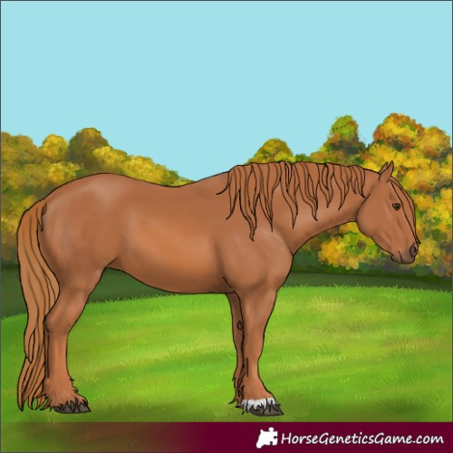 Horse Color:Chestnut 