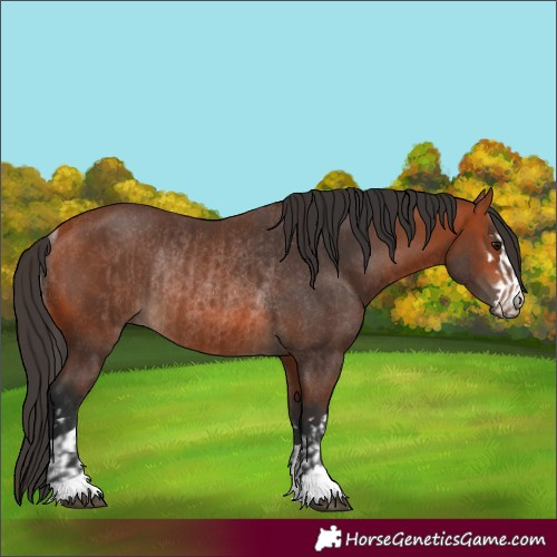 Horse Color:Bay Rabicano  and Bay Rabicano 