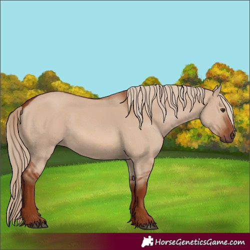 Horse Color:Red Dun 