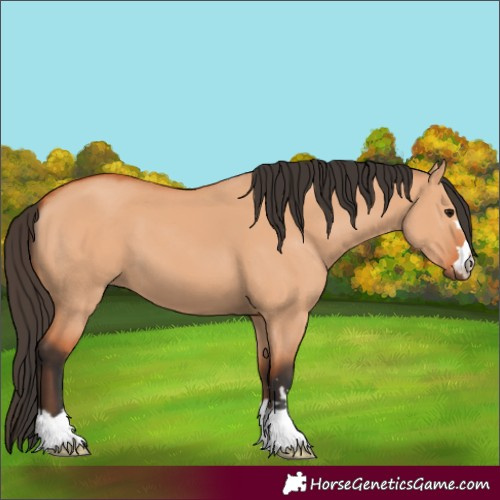 Horse Color:Bay Dun 
