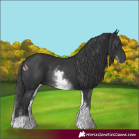 Horse Color:White Spotted Black 