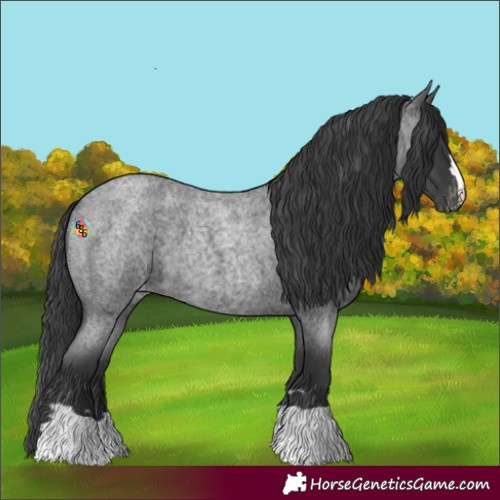 Horse Color:Blue Roan Appaloosa