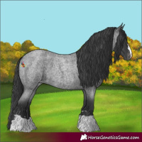 Horse Color:Blue Roan Appaloosa