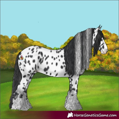 Horse Color:Black Near Leopard