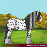 Horse Color:Black Near Leopard