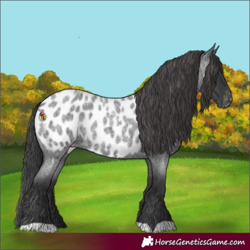 Horse Color:Blue Roan Near Leopard