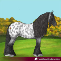 Horse Color:Blue Roan Appaloosa