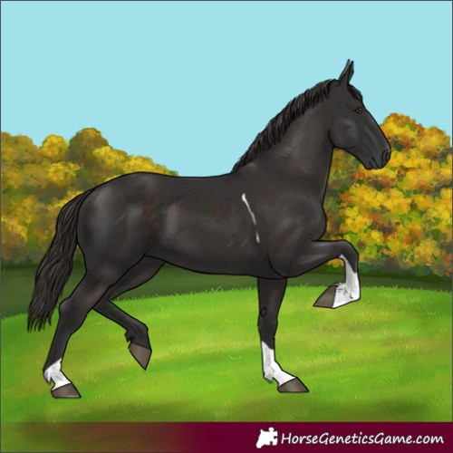 Horse Color:Liver Chestnut Tobiano 
