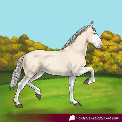 Horse Color:Silver Buckskin Roan Splash 