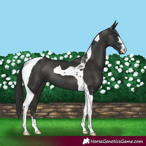 Horse Color:Liver Chestnut Tobiano