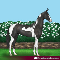 Horse Color:Liver Chestnut Tobiano 