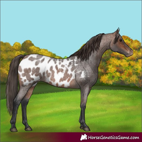 Horse Color:Unknown 