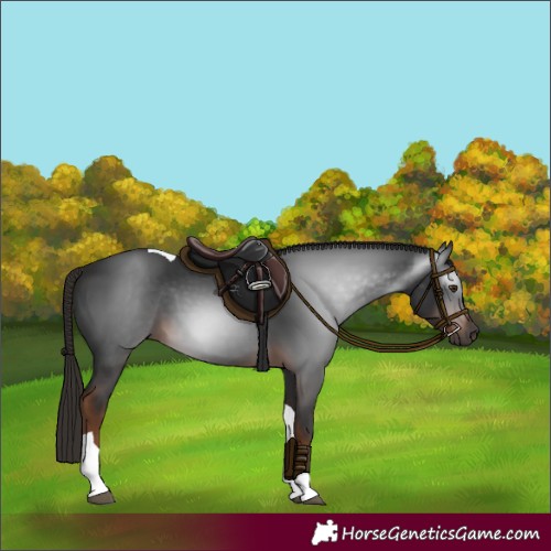Horse Color:Gray Liver Chestnut Tobiano 