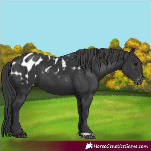 Horse Color:Black Appaloosa 