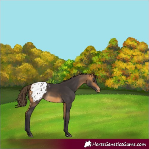 Horse Color:Buckskin Appaloosa 