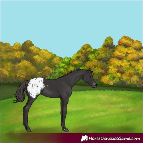 Horse Color:Smoky Black Appaloosa 
