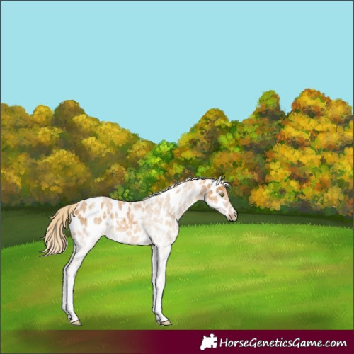 Horse Color:White Spotted Palomino Appaloosa 