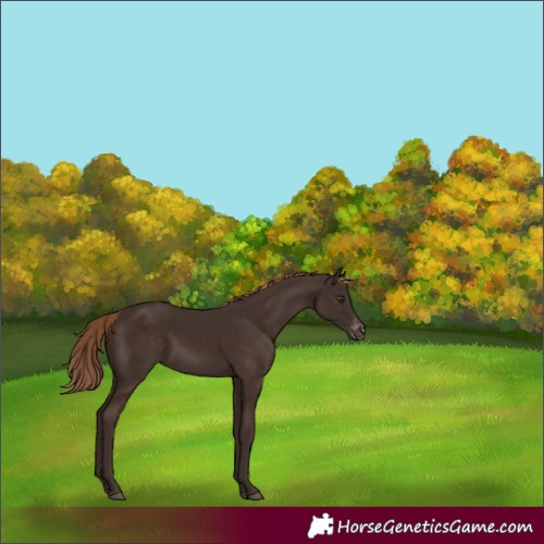 Horse Color:Liver Chestnut Appaloosa 