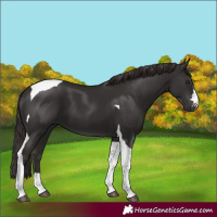 Horse Color:Liver Chestnut Tobiano 
