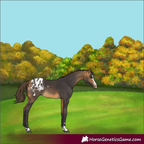 Horse Color:Buckskin Appaloosa