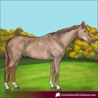 Horse Color:Red Dun 